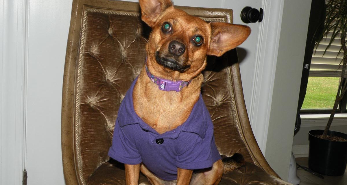 The Joy of Customer Service: How My Hooman’s Call Center Makes My Tail Wag!